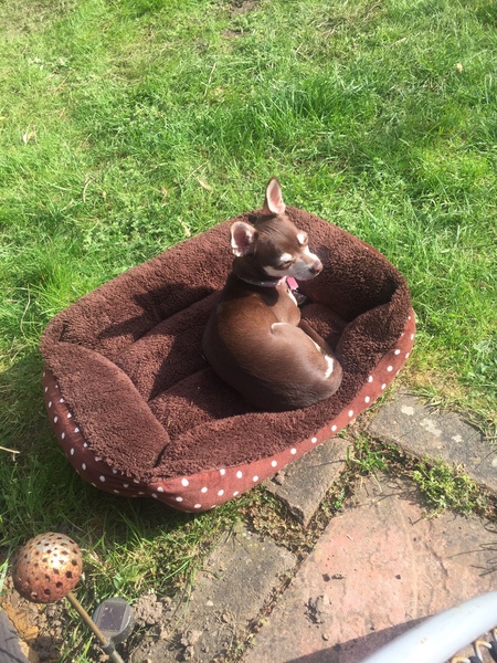Chihuahua