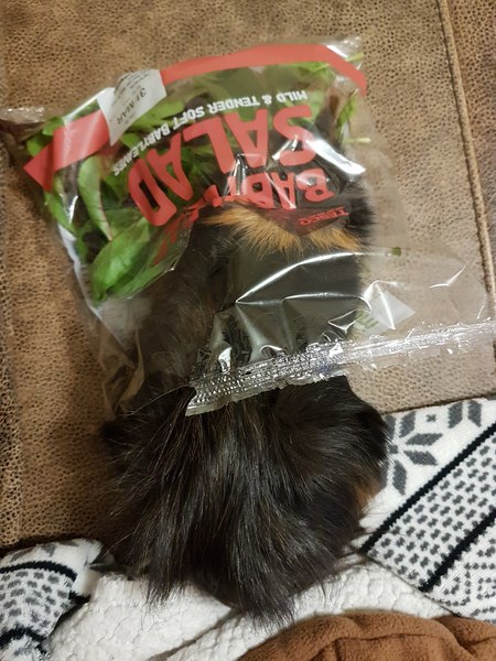 New to Guinea Pigs. What do i need to know?