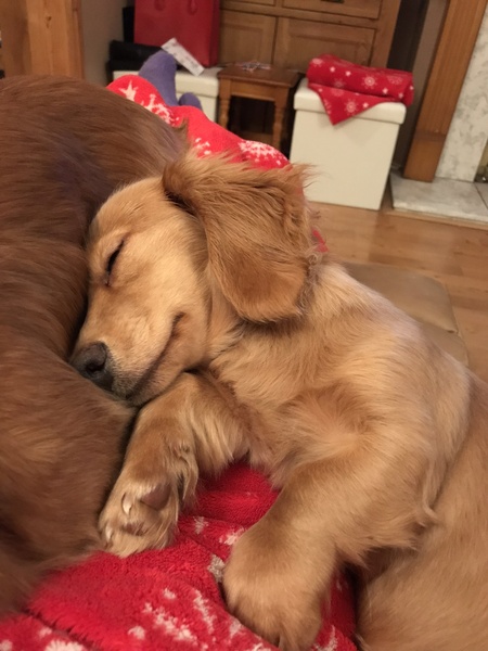 Small Dog suggestions? Looking for a new family member