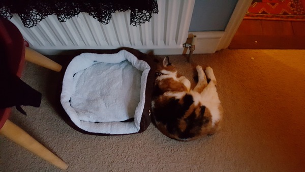 Wow she’s actuallu using a bed made for cats!