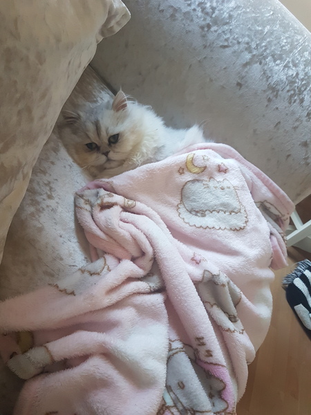 I've been to a cat show and now I'm a bit depressed