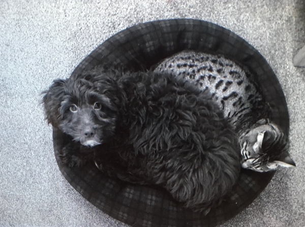 Help me choose a breed