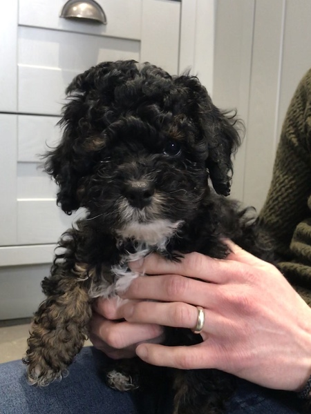 Puppy Survival Thread Part 6