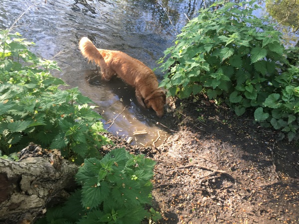 General Dog Chat Part II