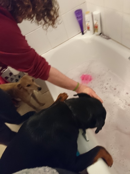 Leaving pup alone for first time help?
