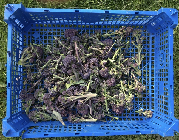 Allotment/Veg patch thread 11 'We bid  farewell to rainbow leaves but will keep plotting along'