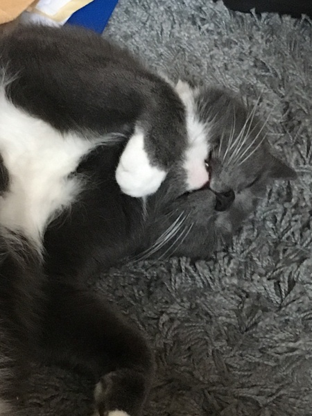Show me your cats!