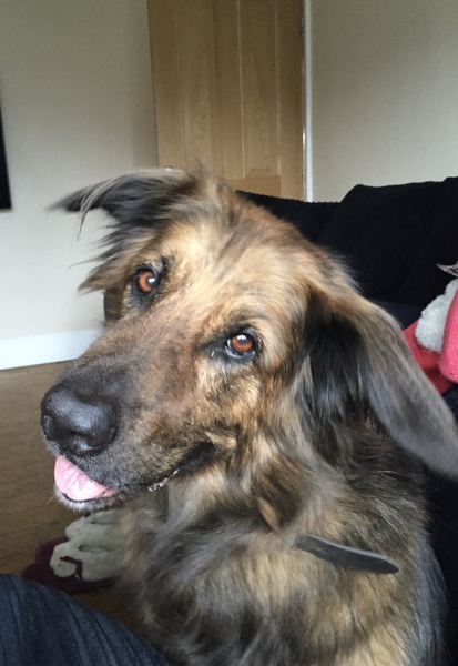 What a beautiful dog!