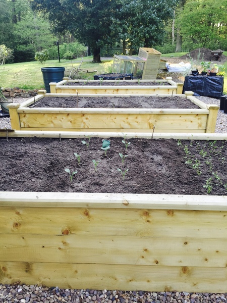 Grow veg with your children there is no excuse