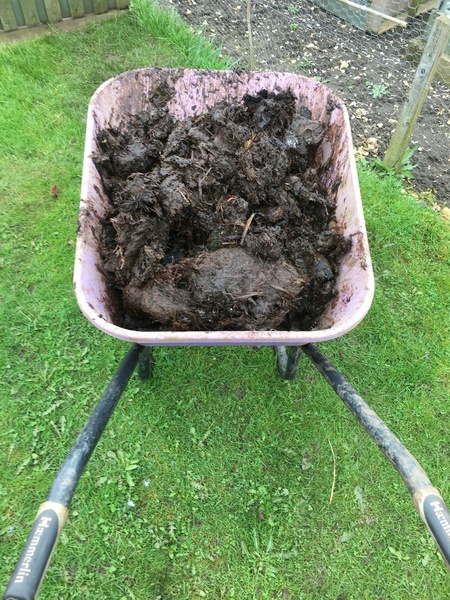 Allotment/Veg patch thread 11 'We bid  farewell to rainbow leaves but will keep plotting along'