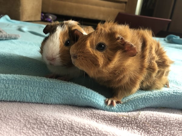 New to Guinea Pigs. What do i need to know?
