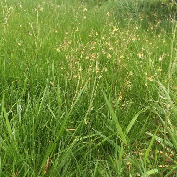 Can I learn to love creeping buttercup?
