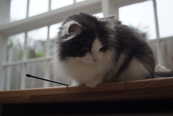 Bent whisker (with photo!)