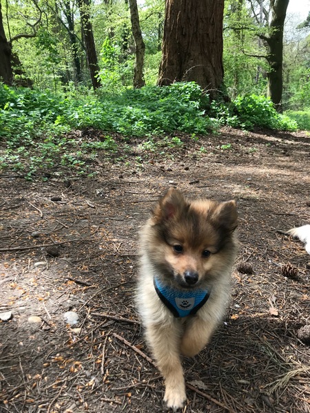 Puppy Survival Thread Part 6