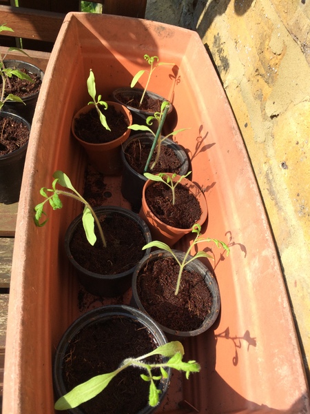 Allotment/Veg patch thread 11 'We bid  farewell to rainbow leaves but will keep plotting along'