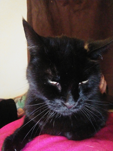 Favourite cat more grumpy then usual