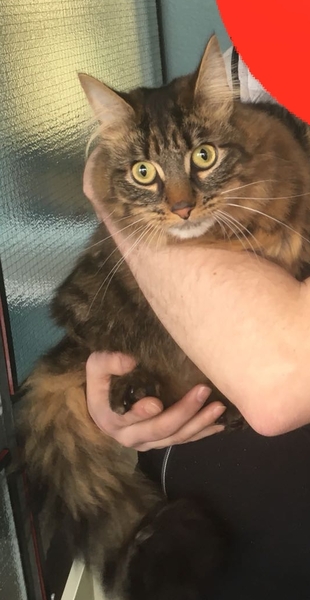 Adopting a cat