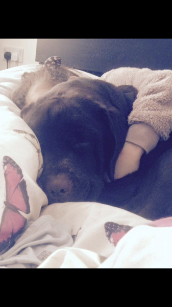 To ask the best dog breed for a child with autism