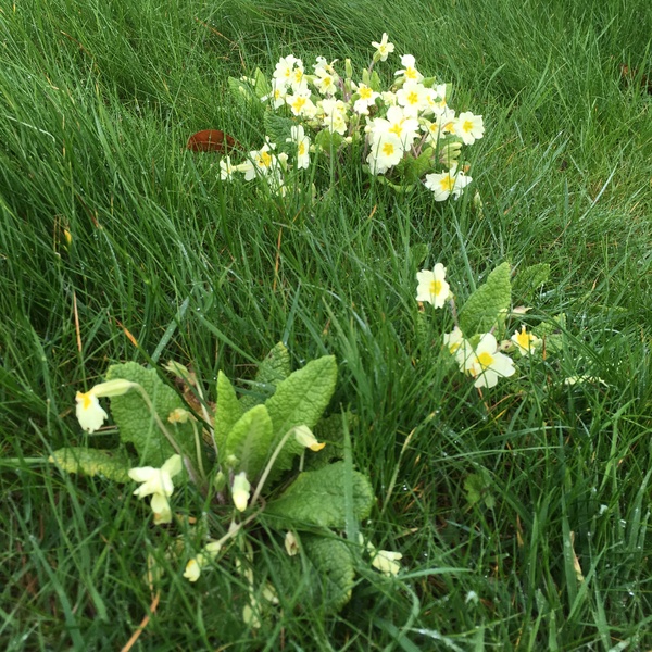 Can I learn to love creeping buttercup?