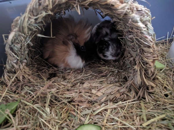 New to Guinea Pigs. What do i need to know?