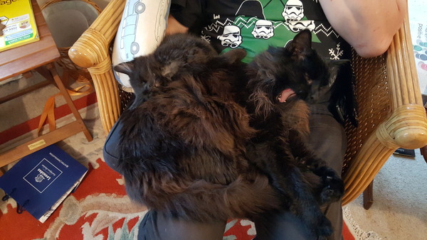 What's your DCat up to today? Episode 6, Return of the... Cats?