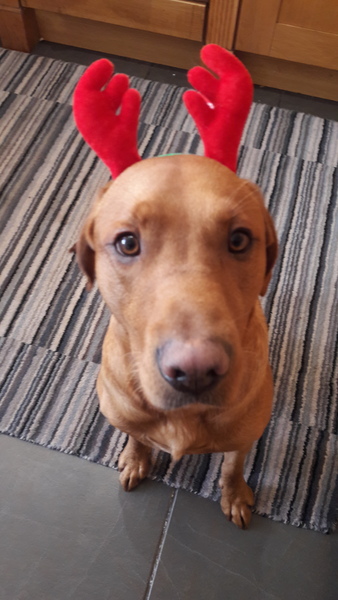What a beautiful dog!