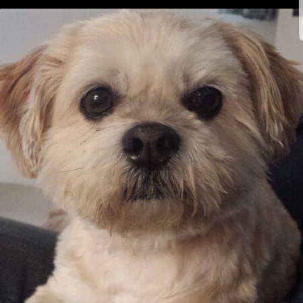 What a beautiful dog!