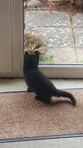 What's your DCat up to today? Episode 6, Return of the... Cats?