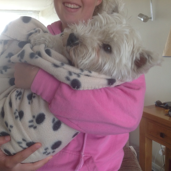 Small Dog suggestions? Looking for a new family member