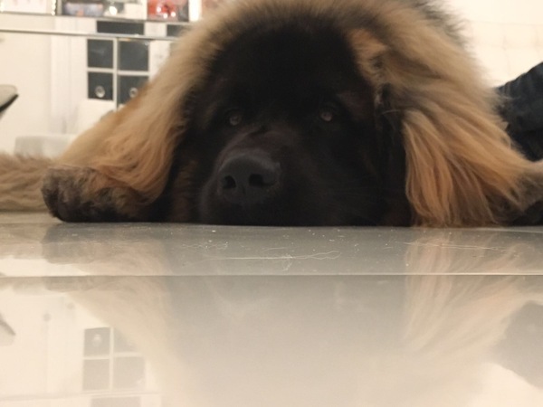 General Dog Chat Part II