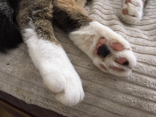 Fatty's Feetsies!