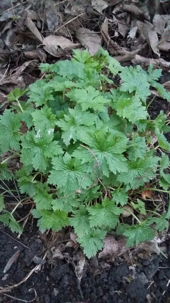 What plant is this?