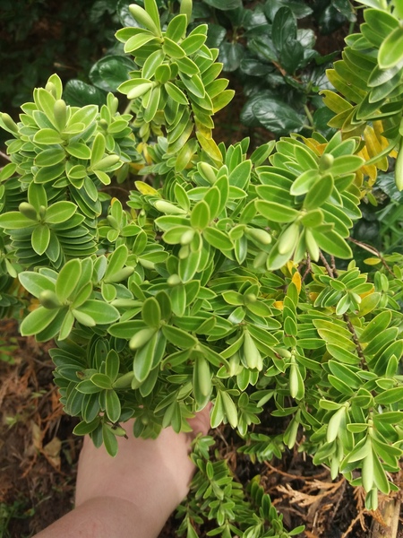 Plant id please!