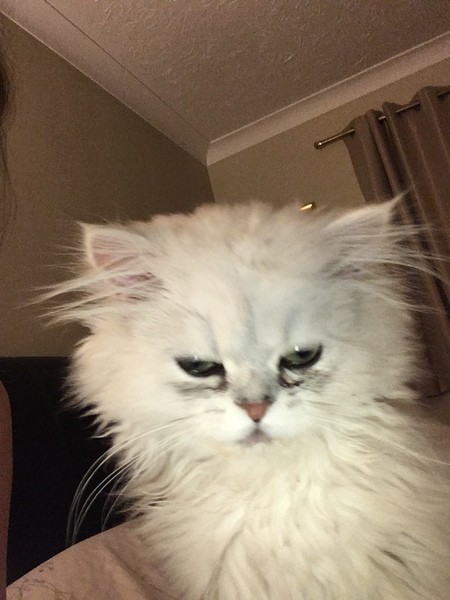Cat obsessed with computer