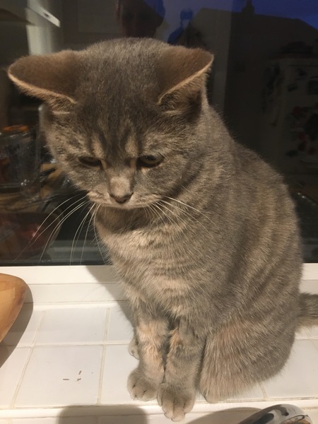 I've been to a cat show and now I'm a bit depressed