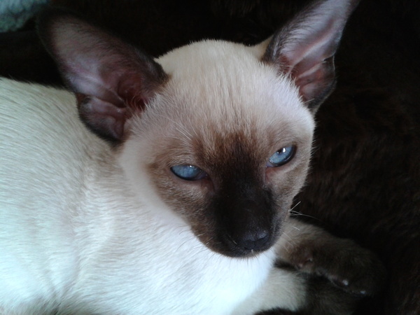 I've been to a cat show and now I'm a bit depressed