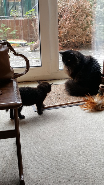 New Battersea kittens have arrived with pictures.