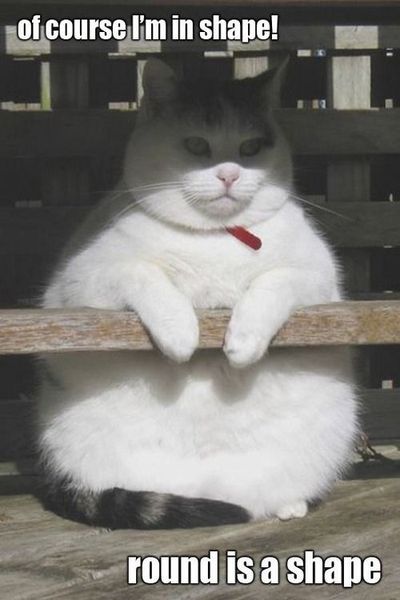 What body shape is your Dcat?