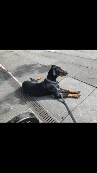 What a beautiful dog!