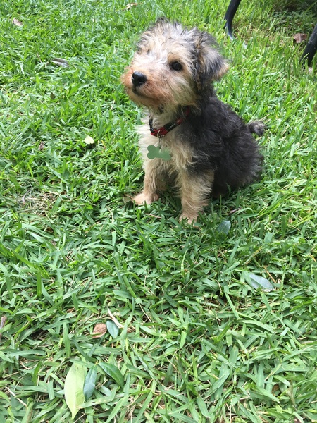 Some advice about the dog park please?