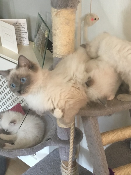 We have kittens!