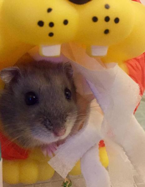 What are your pets favourite luxuries?