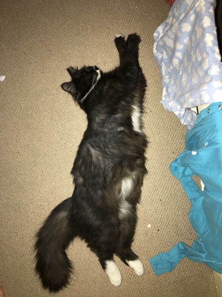 Pregnant queen- am I doing enough?