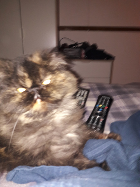 Cat groomer cut my cat’s skin