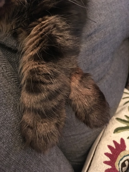 Fatty's Feetsies!