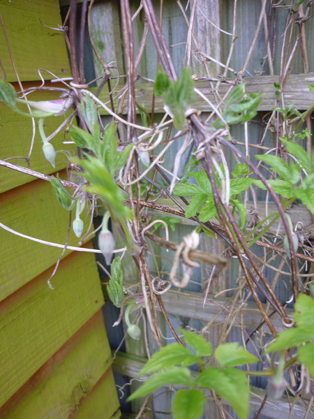 when to prune this clematis?