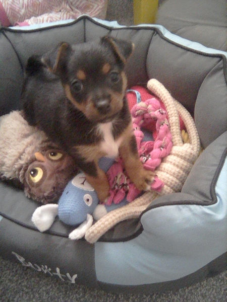 What a beautiful dog!