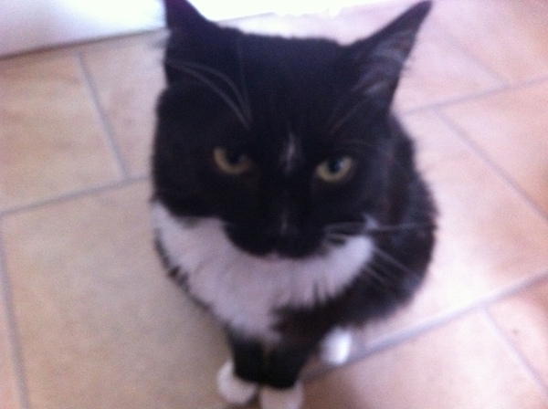 My poor cat