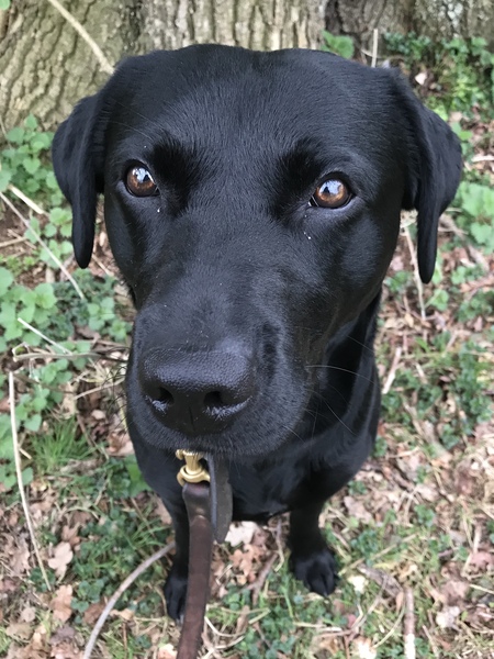 Help me find the right hilarious little dog for the kids