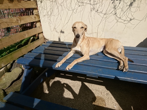 What is your favourite name for a female dog?